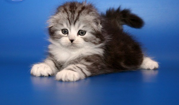 Анастасия Баскакова | Владимир