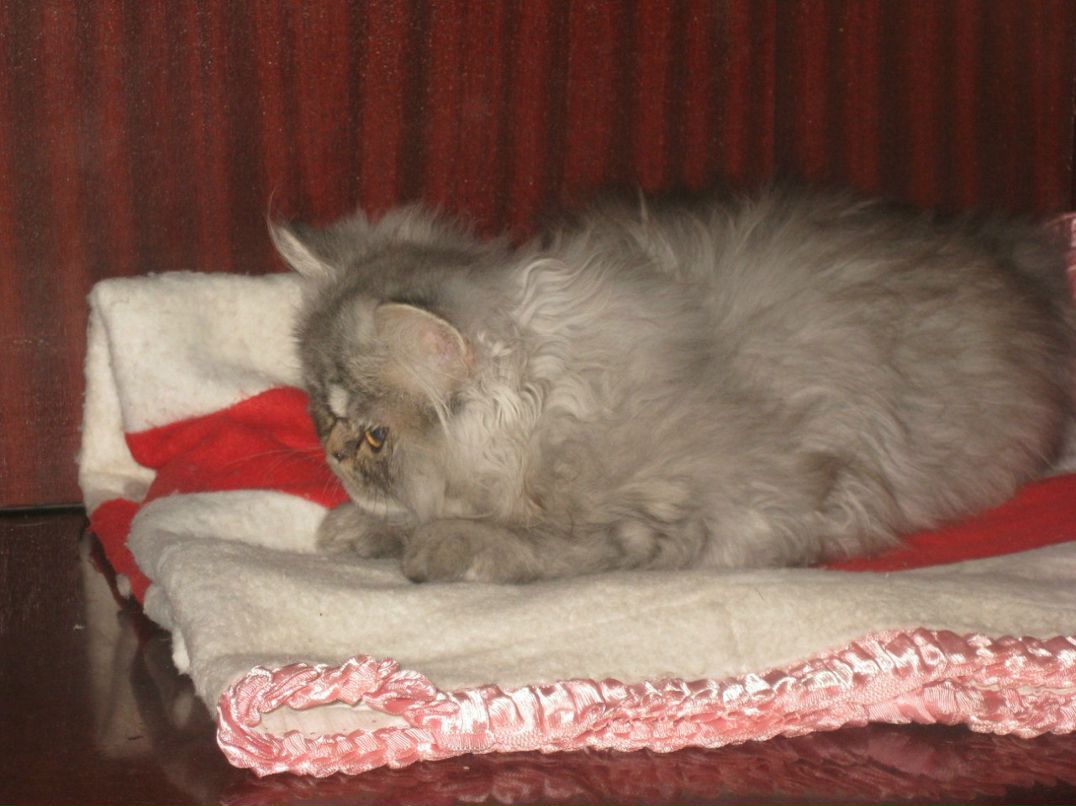 Александр Секисов | Санкт-Петербург