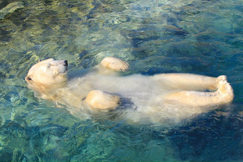 Светлана Хохлова | Йошкар-Ола