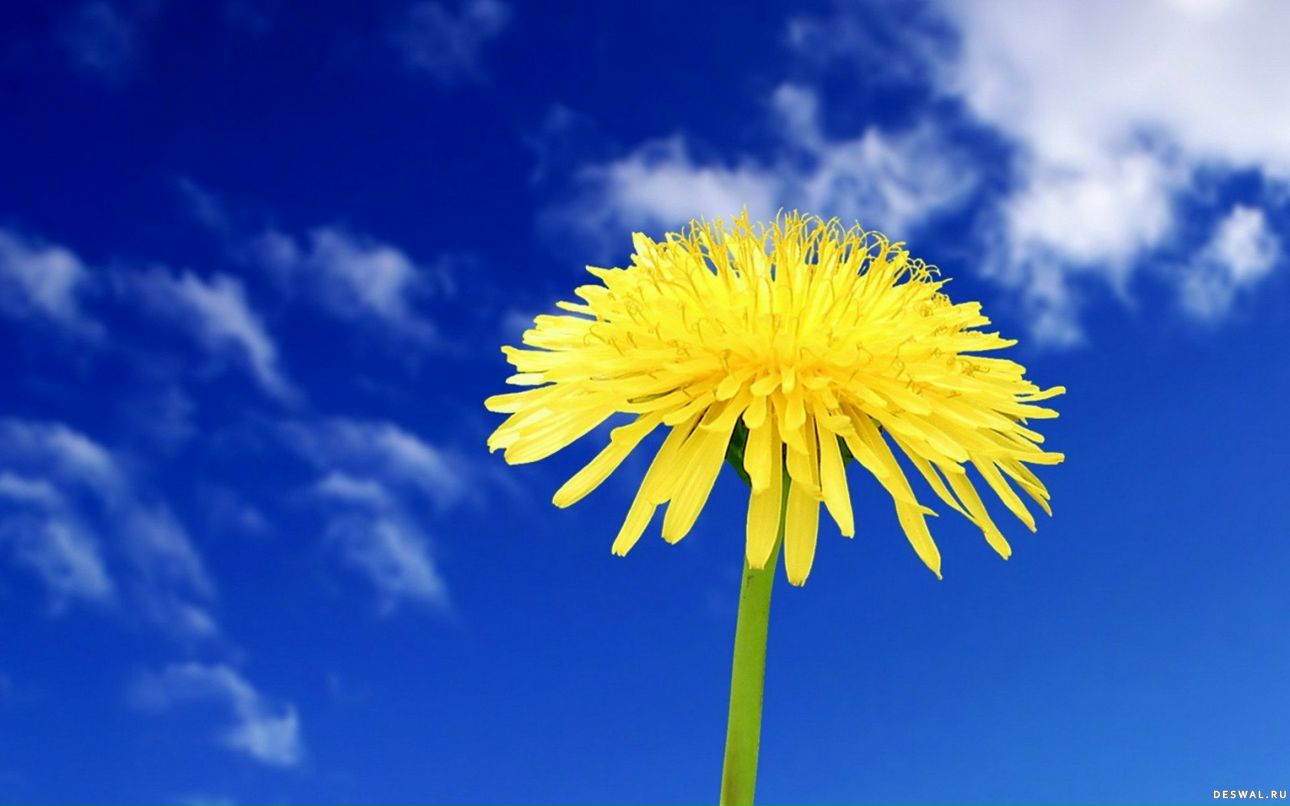 Елизавета Прошенкова | Смоленск