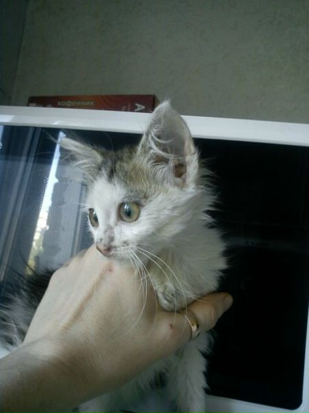 №24, Нина Резниченко, Киев №24, Нина Резниченко, Киев