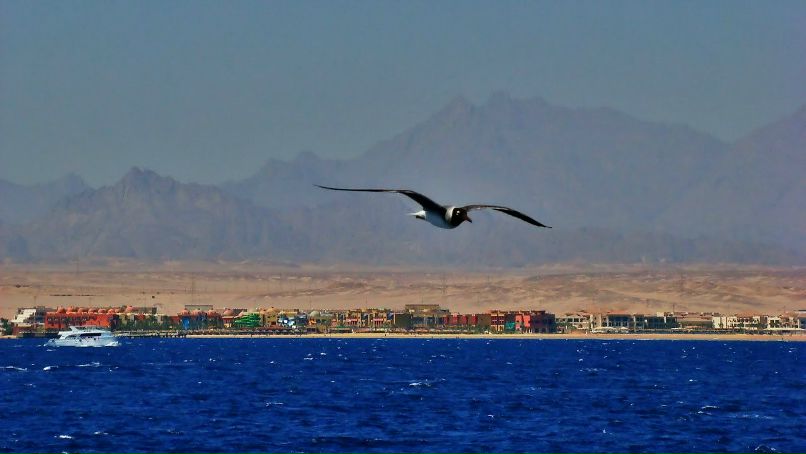 Александр Кирпичёнок | Санкт-Петербург