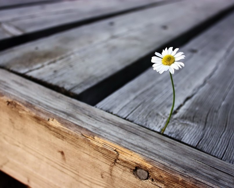 Илона Струц | 