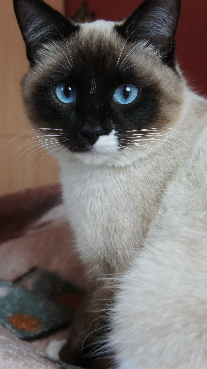 Катрина Ширикова | Вологда