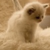 Аватар: Зинфира Хамзина