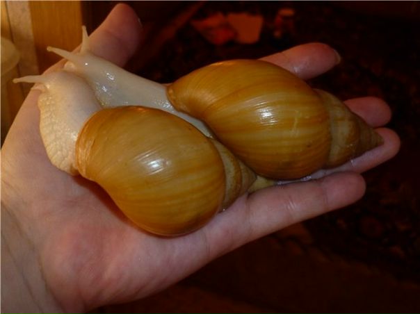 №105, Любочка Лаптиенко, 28 лет, Нягань №105, Любочка Лаптиенко, 28 лет, Нягань