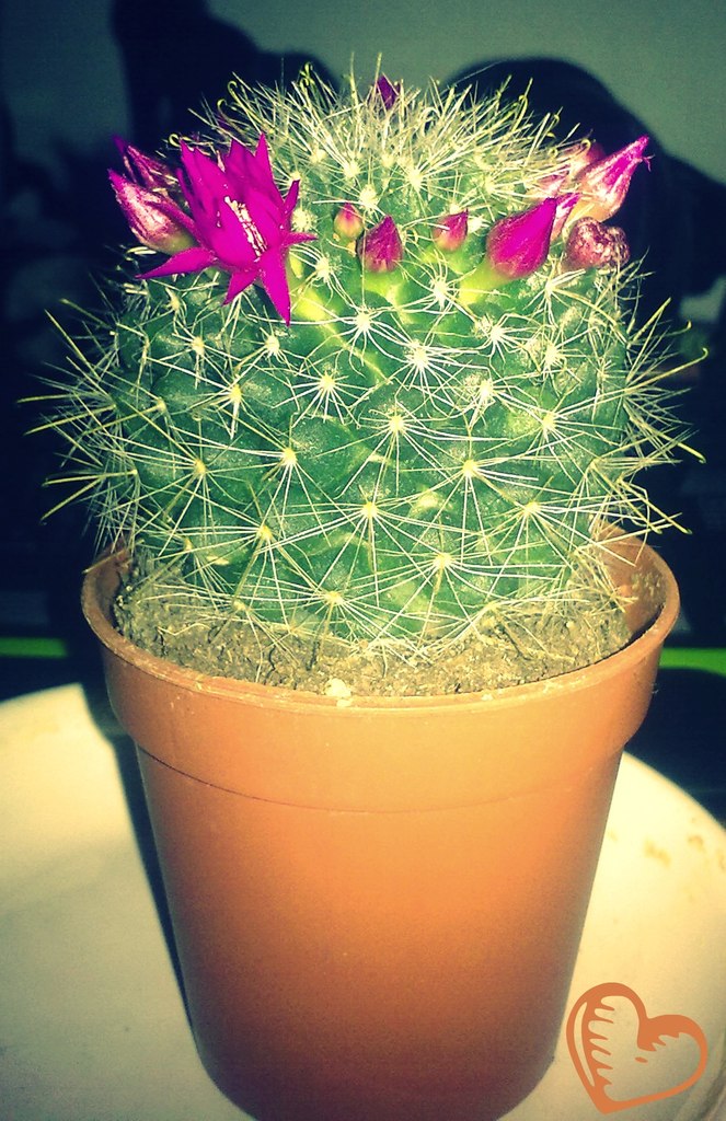 Анна Колесник | 