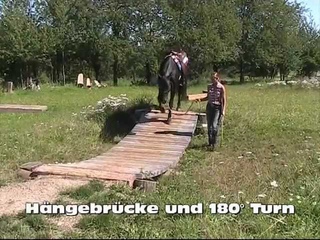 Extreme Trail Herbstein mit Taiowa - Missouri Foxtrotter Stallion