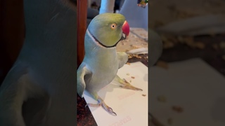 Tink makes him forget his words! #funnyanimals #talkingparrot #talkingbird #cuteanimals #speechless