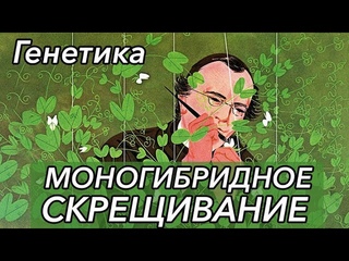 Урок Генетика. Моногибридное скрещивание. - ЦТ, ЕГЭ, ЗНО