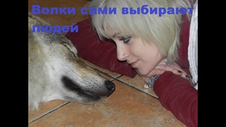 День Рождения Наташи Хим, воспоминания о Волче