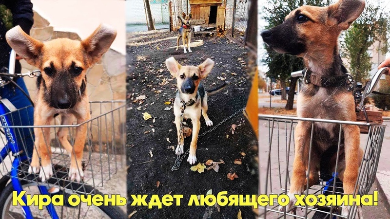 Собака подросток Кира уже проявляет охранные качества.