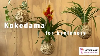 Kokedama for Beginners