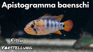 Inka Zwergbuntbarsch (Apistogramma baenschi) | Liquid Nature Fisch Vorstellung