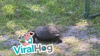 Tortoise Finds Greener Grass on Other Side of Gate || ViralHog