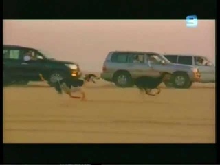 Салюки,персидская борзая Негева.