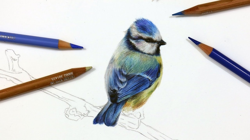 How To Draw A Blue Tit using Coloured Pencil, Drawing
