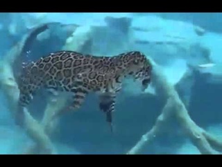 Ягуар ныряет воду