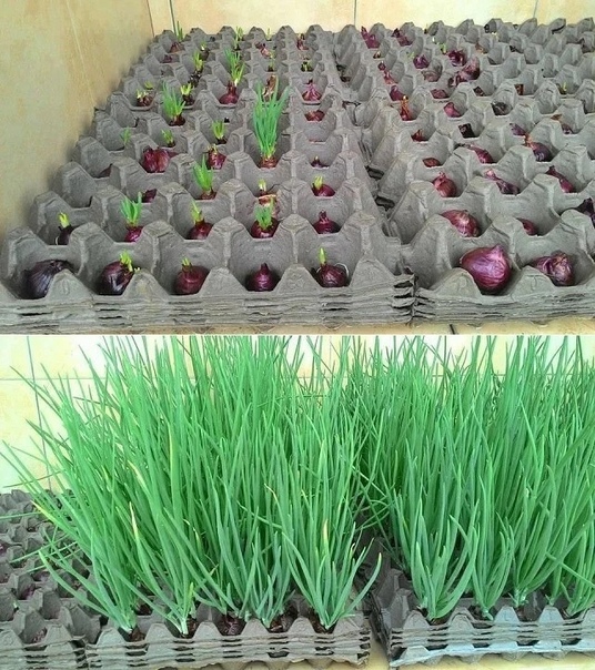 Лук на зелень в огороде. Лук севок пророщенный. Лук в яичных. Зеленый лук в яичных лотках. Лук растет на грядке.