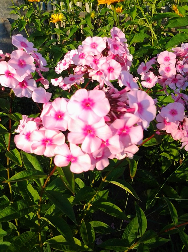 Татьяна Бойко | Холмогоры