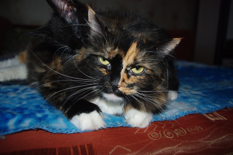 Эмилия Глазунова | Великий Новгород