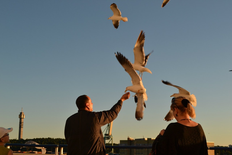 Роман Комаров | Псков