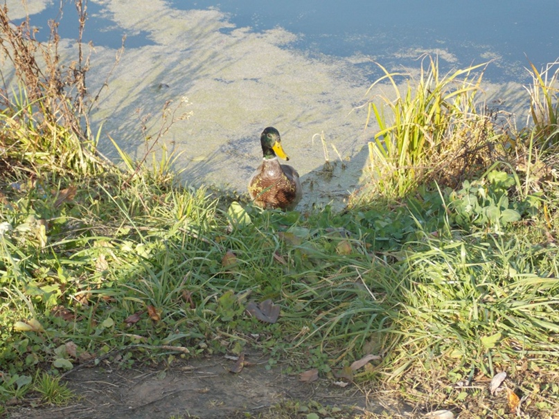 Андрей Артемьев | Димитровград