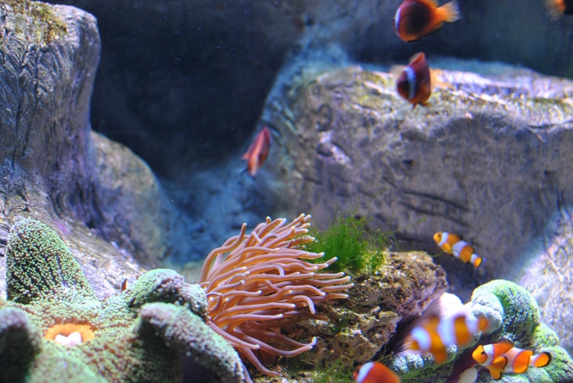 Олег Анненков | Чебаркуль