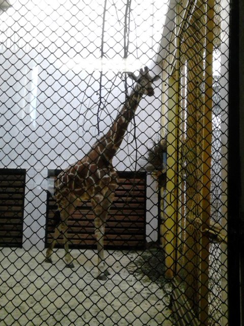 Светлана Исакова Олеговна | Славковичи