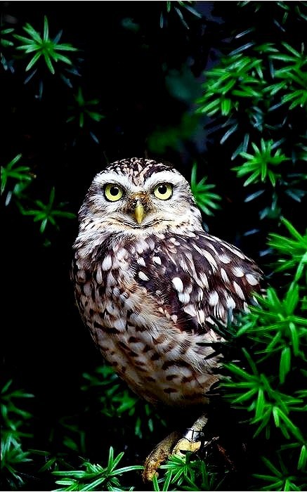 Елена Салтыкова | Салават