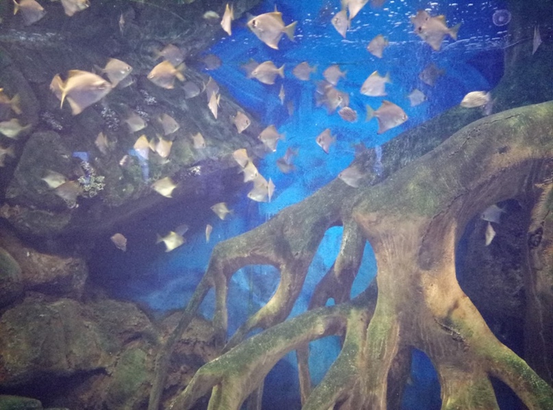 Вера Тушурашвили | Иваново