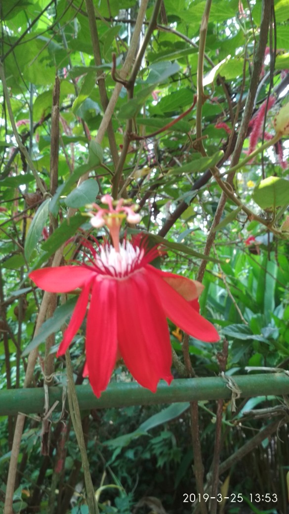 Татьяна Ширяева | Санкт-Петербург