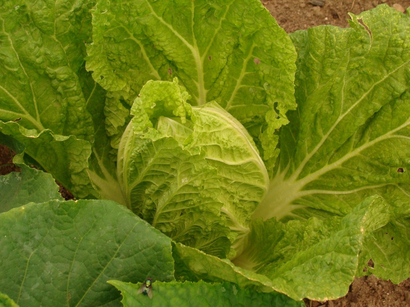 Алёна Гурова | Сосновый Бор