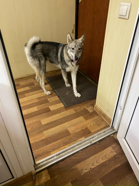 Горожане, помогите! В районе Шатово обнаружился...