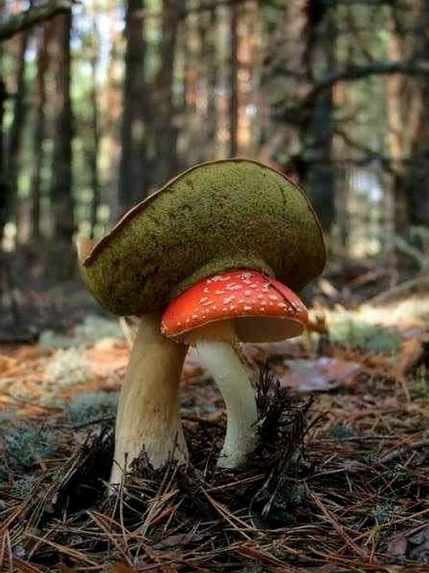 Лора Останина |