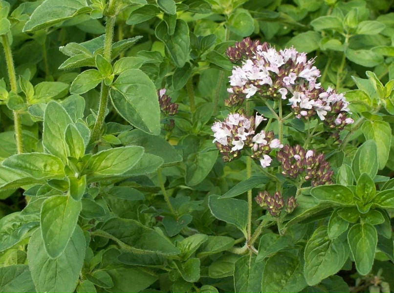 Как выглядит орегано фото Как выглядит орегано фото