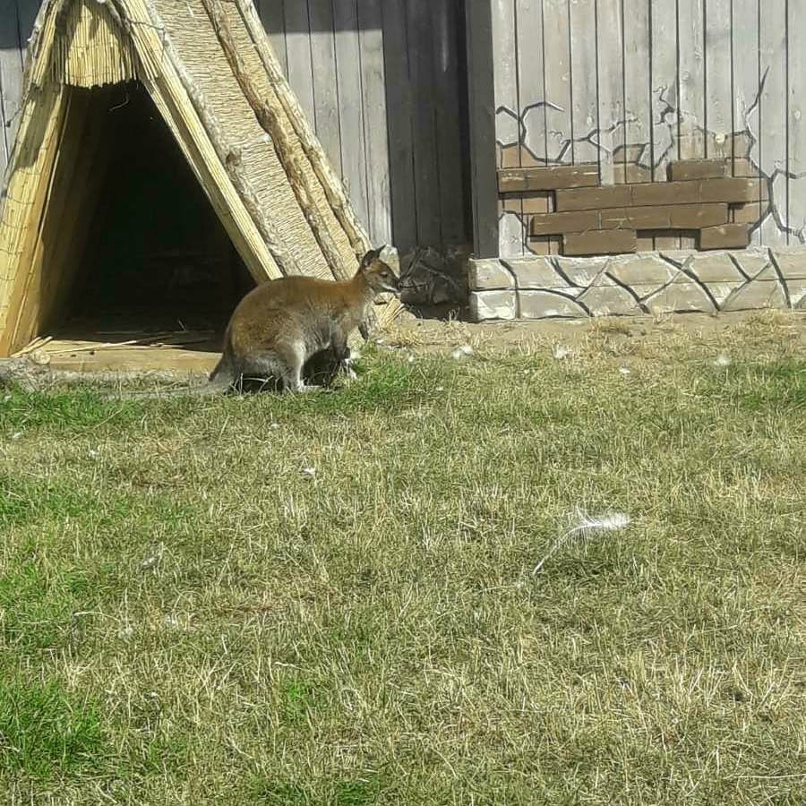 Надежда Гончарова | Столбцы