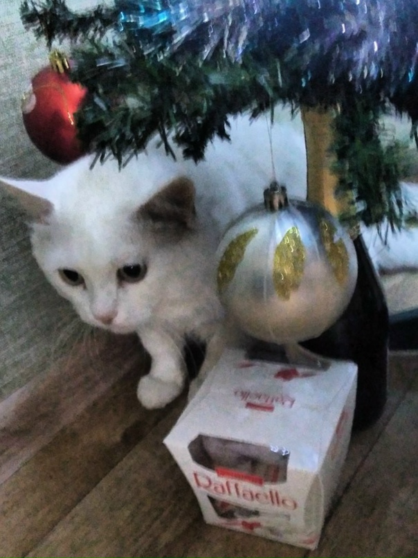 Михаил Бубнов | Новосибирск