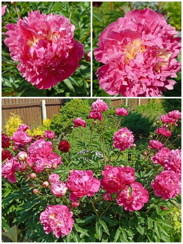 Елена Салтыкова | Борок