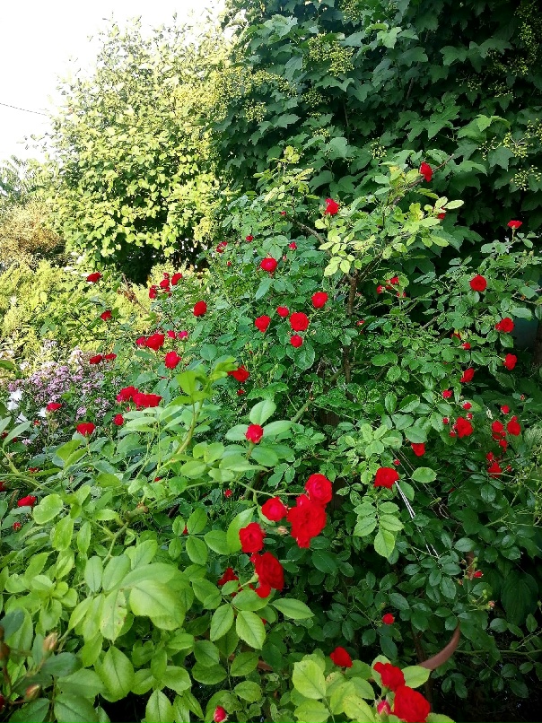 Елена Цуканова | Орёл