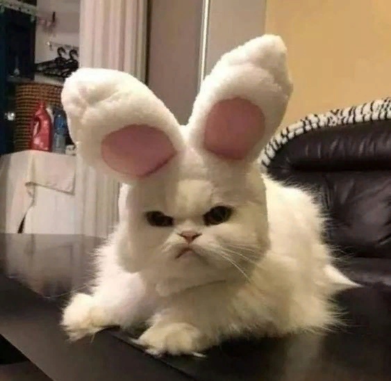 а как тебе такая зайка ?