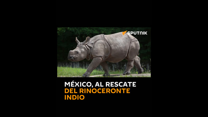 México, al rescate del rinoceronte