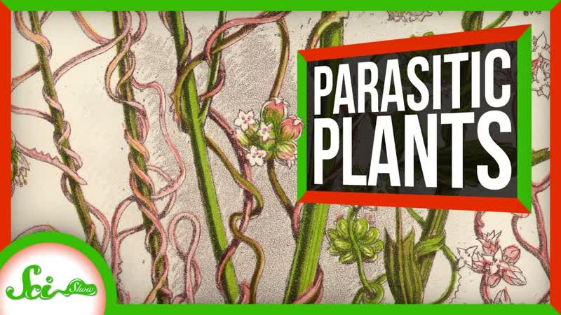 This Parasitic Plant Stole Over 100 Genes From Other Plants, Sci Show