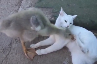 Обхохотаться можно - Duck and Cat play together