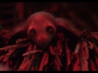 Meet Melisandre, a four-week-old aye-aye born at the DLC!