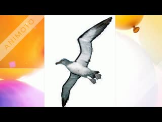 Канал Альбатрос - Channel Albatross - об Анапе, о море. Просто о моей жизни в городе-курорте