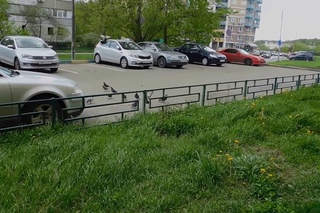 DSCN6485     19 05 2017   КАК  ЖЕ   КРАСИВО   ЦВЕТЕТ   ВИШНЯ !!!