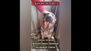 СОС СБОР НА ВЫВОЗ! Осталось пара дней..Потом их убьют.. А ведь их ждут на передержках  и не только