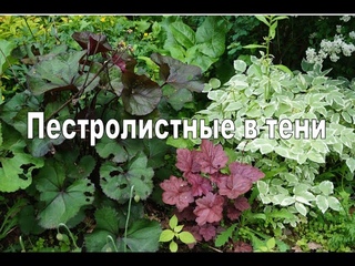 Пестролистная теневая клумба