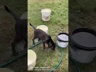 Нужна помощь на корм!